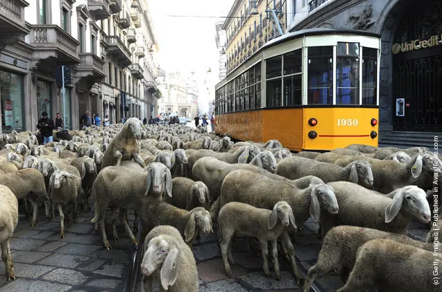 Sheep In The Streets Of Milan During Filming For The Last Shepherd