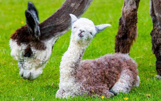 Staff at a Scottish farm say they are “absolutely delighted” to have welcomed a baby alpaca into the world this morning, June 6, 2019. Mum, Nunavut, gave birth to the baby boy huacaya alpaca, which has not yet been named, weighing 9.6kg. Stuart Ramsay, the owner of Velvet Hall Alpacas, in Innerleithen, Scottish Borders said he was surprised when the baby was born an “unusual rose grey colour”. (Photo by South West News Service)