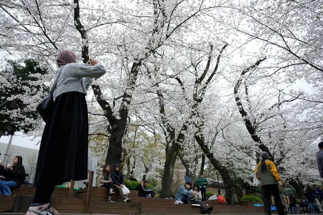 A visitor takes photos of the seasonal cherry blossoms at the Ueno Park Friday, April 5, 2024, in Tokyo. Crowds gathered Friday in Tokyo to enjoy Japan’s famed cherry blossoms, which are blooming later than expected in the capital because of cold weather. (Photo by Eugene Hoshiko/AP Photo)