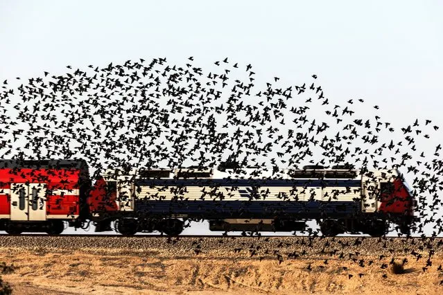 A murmuration of migrating starlings is seen across the sky near the city of Beer Sheva, southern Israel, December 28, 2022. (Photo by Amir Cohen/Reuters)