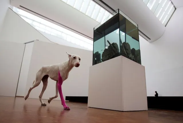 A dog with its leg painted pink walks around, and is part of, the exhibition by French atrist Pierre Huyghe at the Ludwig Museum in Cologne, western Germany on April 10, 2014. The exhibition runs from April 11 to July 13, 2014. (Photo by Oliver Berg/AFP Photo/DPA)