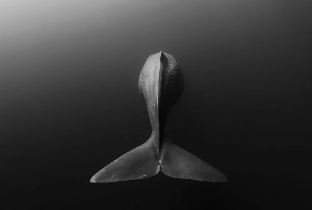 2014 Underwater Photography Photo Contest Winners