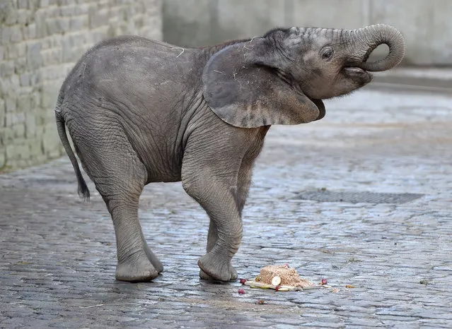 The elephant calf “Tuffi” celebrates its first birthday at the zoo in Wuppertal, Germany, 16 March 2017. Tuffi received a fruit cake on the occasion of its first birthday. (Photo by Caroline Seidel/DPA)