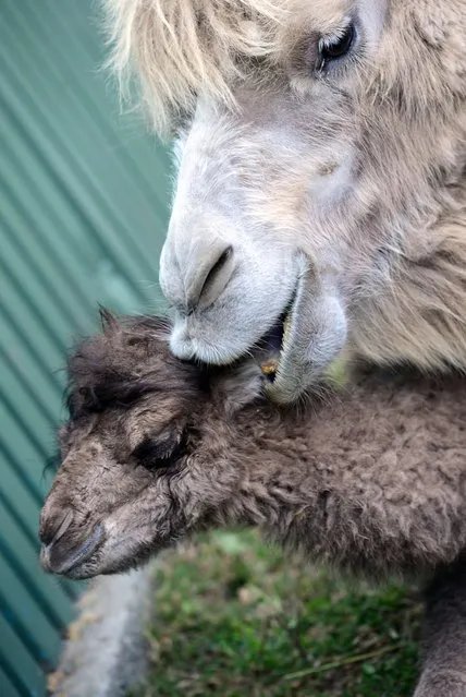 A one-week young camel, named Ilias, is cleaned by its eight-year old mother, Iris, in Budapest Zoo and Botanic Garden on April 15, 2014. The small animal was born on April 8. (Photo by Attila Kisbenedek/AFP Photo)