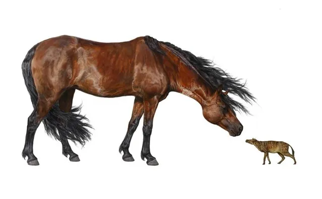 An artist's impression of a Sifrhippus sandrae (right) with a modern Morgan horse. Warm-blooded animals got smaller at least twice in Earth’s history when carbon dioxide levels soared and temperatures spiked as part of a natural warming, a new study says. Three different species shrank noticeably about 54 million years ago when the planet suddenly heated up. One of them – an early, compact horse – got 14 percent smaller, going from about 7.7 kilograms to 6.6 kilograms, according to an analysis of fossil teeth in journal Science Advances. (Photo by AP Photo)
