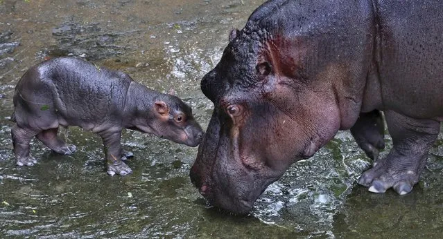 Kaveri, eight-year-old hippopotamus, right, plays with her yet to be named three-day-old baby hippo inside their enclosure at the Bannerghatta National Park, 25 kilometers (16 miles) south of Bangalore, India, Wednesday, July 1, 2015. (Photo by Aijaz Rahi/AP Photo)