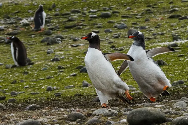 “Dancing Penguins, Ice skating penguins”. (Photo by Andre B. Erlich/Comedy Wildlife Photo Awards 2019)