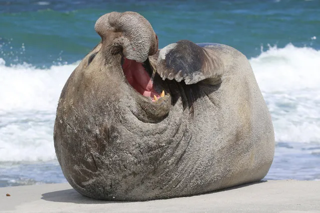 Elephant Seal. (Photo by David Crocker/Caters News Agency)