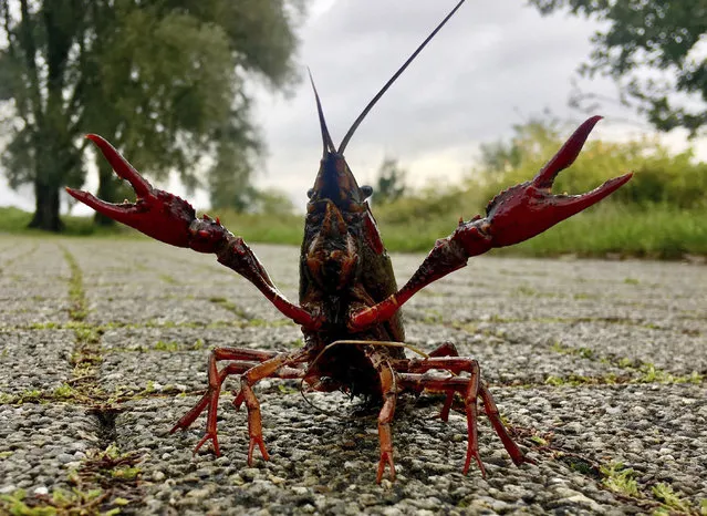 A crab sits at the shore of a catchment lake near Bochum, western Germany, after heavy rainfall in the night, Monday, September 30, 2019. (Photo by Bernd Thissen/dpa via AP Photo)