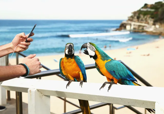 Tropical Blue-and-gold Macaws are seen at Bronte Beach on May 23, 2014 in Sydney, Australia. Sydney is experiencing it's hottest May on record, already recording it's hottest week for this time of year in over 150 years. (Photo by Ryan Pierse/Getty Images)