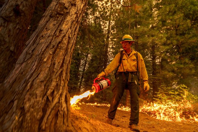 Flames quickly grow as firefighters set a backfire on the eastern front of the Park Fire, which has grown to 360,141 acres and is 12 percent contained, on July 28, 2024 near Chico, California. Strong winds and dried vegetation fueled the fire that exploded 70,000 acres in the first 24 hours after a man allegedly pushed a burning car into a ravine to intentionally set the blaze. In 2018, more than 18,000 structures were destroyed and 85 people killed in the nearby town of Paradise when the Camp Fire entrapped thousand of people and became the deadliest and most destructive fire in California history. (Photo by David McNew/Getty Images)