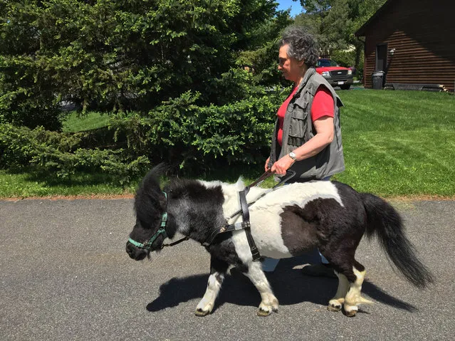In this Friday, May 12, 2017, photo, Ann Edie, who has been blind since birth, walks with her miniature guide horse Panda on a street near her home in suburban Albany, N.Y. Retired teacher Edie and her husband drained more than $30,000 from their retirement nest egg to get Panda a life-saving operation after she suffered a serious intestinal blockage. Horse lovers who follow a blog about Panda’s training have also kicked in more than $11,000 to help defray costs. (Photo by Mary Esch/AP Photo)