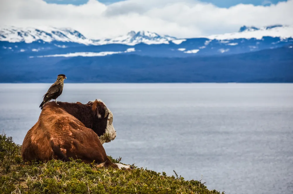 2019 British Ecological Society Photography Competition Winners