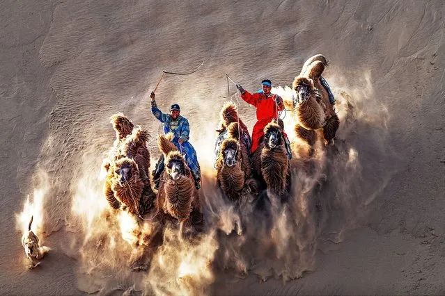 Camels kick up clouds of sand as they race down a steep dune. The camels can reach speeds of up to 40 kilometres per hour as they descend the ten-metre tall dunes on April 20, 2022. The photos were taken by photographer Qian Guo in Naiman Banner, near the city of Tongliao in the Inner Mongolia region of northeastern China. The 58 year old said: “These are local Mongolian farmers, and two of them are a father and a son. They have more than ten camels which they farm and train”. (Photo by Qian Guo/Solent News & Photo Agency)