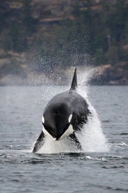 “Orca whale”. This was taken on a road trip from Calgary to Vancouver Island and despite of the amazing things we saw along the way this was the highlight of the trip. In our whale watching tour was a professional photographer who said in 20 years of photographing whales she had never seen such an impressive breach by an Orca whale, a spontaneous moment. Photo location: Victoria, BC, Canada. (Photo and caption by Mike Cooke/National Geographic Photo Contest)