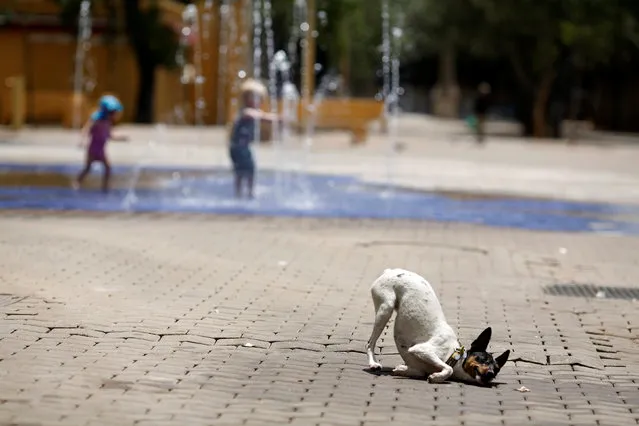 A dog rubs itself against the pavement after getting wet in a public fountain during a hot spring day in the Andalusian capital of Seville, southern Spain, June 8, 2016. Temperatures will rise up to 39 degrees Celsius (102,2 fahrenheit) in some parts of Spain and will continue until next Thursday, according to the Spanish Agency of Meteorology (AEMET). (Photo by Marcelo del Pozo/Reuters)
