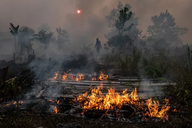 A firefighter walks through smog as try to extinguish the fire on burned peatland and fields on September 14, 2019 in Palangkaraya, Central Kalimantan, Indonesia. Illegal blazes to clear land for agricultural plantations have raged across Indonesia's Sumatra and Borneo islands as recent satellite data showed that the number of forest fires have jumped sharply, adding concerns on the smog across South-East Asia and the impact of increasing wildfires outbreaks worldwide due to global warming. (Photo by Ulet Ifansasti/Getty Images)