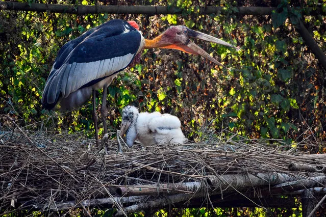 This picture taken on January 1, 2020, shows a greater adjutant stork and its chick on an artificial platform in an enclosure at Assam State Zoo/Botanical Garden in Guwahati. The birth of two baby storks on a protected bamboo platform in a remote Indian zoo has given hope that one of the world's most threatened bird species could be saved, experts said. (Photo by Biju Boro/AFP Photo)