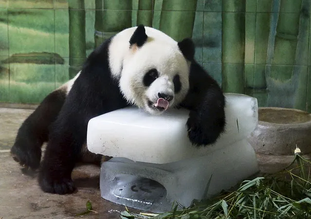 Giant panda Weiwei leans on ice blocks to cool off inside its enclosure at a zoo in Wuhan, Hubei province, China, August 4, 2015. Local temperatures hit 36 degrees Celsius (96.8 degrees Fahrenheit) on Tuesday. (Photo by Reuters/Stringer)