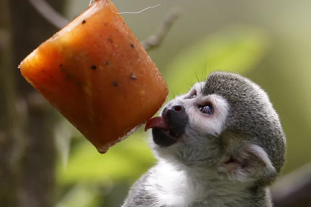 A squirrel monkey eats a fruit lollipop at the zoo in Medellin, Colombia, 19 January 2020. The Santa Fe Zoological Park gave some species cold water baths and fruit pallets due to the high temperatures. (Photo by Luis Eduardo Noriega/EPA/EFE)