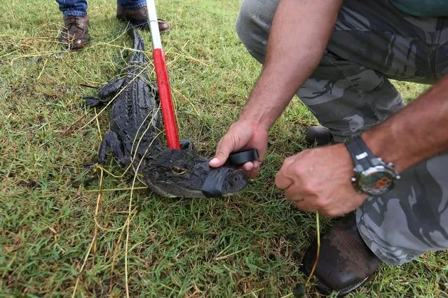 An alligator has its mouth taped closed after being caught in a lagoon in a golf course by a trapper to relocate it to a more natural environment in Orlando, Florida, U.S., June 19, 2016. Walt Disney Co has had more than 240 “nuisance” alligators captured and killed over the last 10 years at its Florida theme park property, according to state records. The records reveal the park's constant struggle to keep alligators away from humans in a region where the creatures live and breed. As humans encroach into alligators' habitat, encounters are inevitable. (Photo by Carlo Allegri/Reuters)