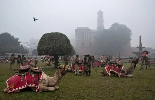 India's Border Security Force (BSF) soldiers and their camels rest during the rehearsal for the Republic Day parade in New Delhi, India, January 21, 2020. (Photo by Danish Siddiqui/Reuters)