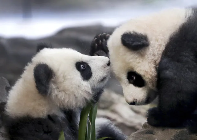 In this picture taken trough a window the young panda twins “Meng Yuan” and “Meng Xiang” explore their enclosure at the Berlin Zoo in Berlin, Germany, Wednesday, January 29, 2020. China's permanent loan Pandas Meng Meng and Jiao Qing are the parents of the two cubs that were born on Aug. 31, 2019 at the Zoo in Berlin. (Photo by Michael Sohn/AP Photo)