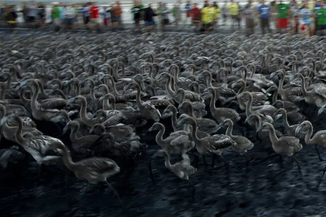 Volunteers (rear) wade across a lagoon at dawn to gather flamingo chicks and place them inside a corral at the Fuente de Piedra natural reserve, near Malaga, southern Spain, July 19, 2014. Around 600 flamingos were tagged and measured before being placed in the lagoon, one of the largest colonies of flamingos in Europe, according to authorities of the natural reserve. (Photo by Jon Nazca/Reuters)