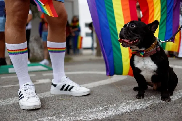 Harry, a French bulldog, attends with his owner a march of the LGBT+ pride celebrations, in Ciudad Juarez, Mexico on June 19, 2022. (Photo by Jose Luis Gonzalez/Reuters)