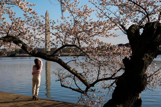 A woman poses for a photo amongst the cherry blossoms along the Tidal Basin in Washington, U.S., March 28, 2022. (Photo by Elizabeth Frantz/Reuters)