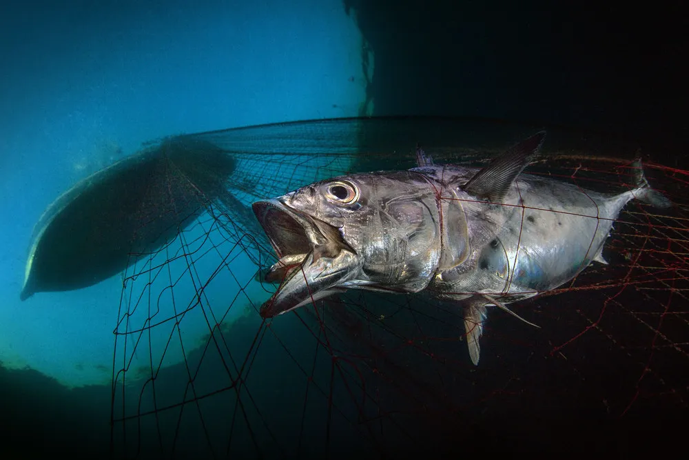 UK Underwater Photographer of the Year 2020 Winners