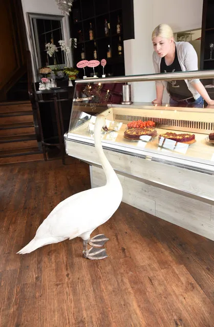 A swan has become a regular visitor to a cafe where it hunts for cake crumbs and other treats in Essen, Germany on July 5, 2016. According to owner Sara Hettchen, the friendly bird visits every day expecting food, and will eat out of a person’s hand. (Photo by Action Press/Rex Features/Shutterstock)