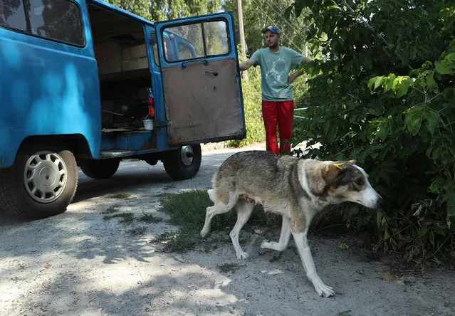 Dog catcher Aleksander Klimov releases a stray dog back into the wild inside the exclusion zone around the Chernobyl nuclear power plant after veterinarians with The Dogs of Chernobyl initiative had tagged, spayed and vaccinated it on August 17, 2017 in Chornobyl, Ukraine. (Photo by Sean Gallup/Getty Images)