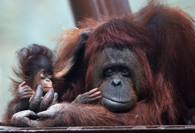 A 5-months-old Bornean baby orangutan is held by its mother as the Guadalajara Zoo presents two 5-month-old babies Bornean orangutans to the media at their new enclosure, in Guadalajara, Mexico on July 20, 2022. (Photo by Fernando Carranza/Reuters)