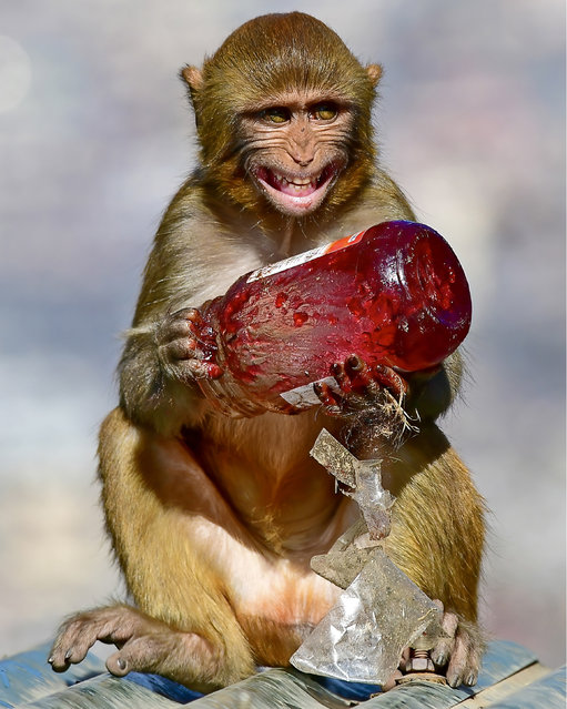 A macaque shows its sweet tooth as it helps itself to a tourist’s jar of jam in the grounds of a temple in Swayambhunath Stupa, Nepal in the second decade of November 2024. (Photo by Rajesh Dhungana/Solent News)