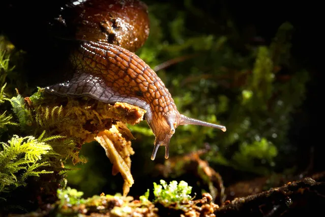 Carnivorous and capable of sniffing out prey in their mossy forest homes, these snails feed mainly on earthworms. (Photo by James Reardon/BBC Pictures/The Guardian)