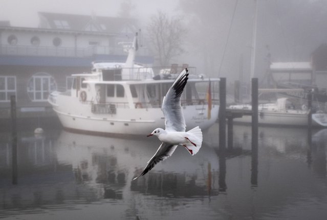 A seagull flies in the small harbor of Niendorf, northern Germany, on a foggy day Thursday, October 24, 2024. (Photo by Michael Probst/AP Photo)