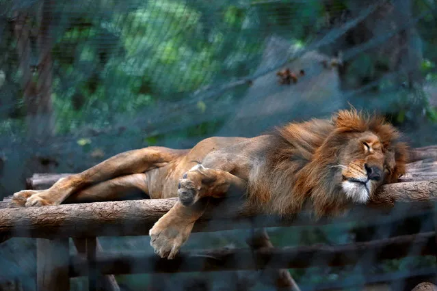 A lion sleeps inside a cage at the Caricuao Zoo in Caracas, Venezuela July 12, 2016. (Photo by Carlos Jasso/Reuters)