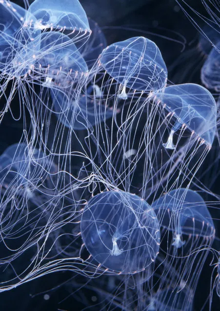 Elegant hydromedusa jellyfish. (Photo by Ken Lucas /Caters News)