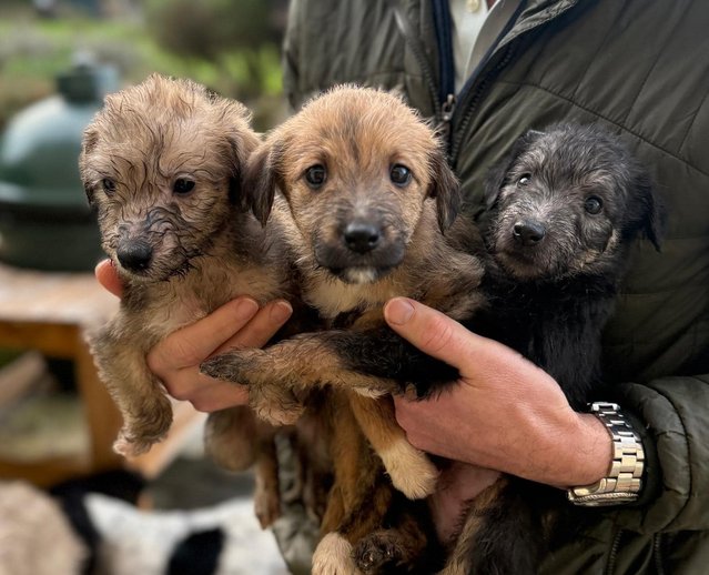Police reunite stolen puppies with their owner after a break-in at a rural property in Shroton, Dorset, UK in the first decade of January 2025. Taken from their mother during the theft, the five-week-old puppies were tracked down after public appeals and an extensive investigation. (Photo by Anna Poe/South West News Service)