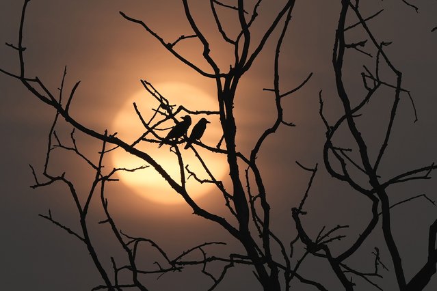 Crows sit on a branch of a tree as the sun rises on a winter morning in Chennai, India, Wednesday, January 1, 2025. (Photo by Mahesh Kumar A./AP Photo)