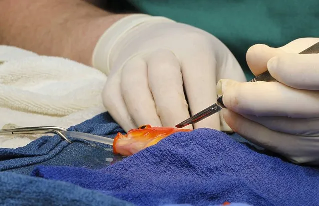 A 10-year-old pet goldfish named George undergoes veterinarian Tristan Rich's scalpel to remove a life-threatening head tumor in this handout picture taken September 11, 2014 and provided to Reuters by the Lort Smith Animal Hospital in Melbourne, Australia. (Photo by Reuters/Lort Smith Animal Hospital)