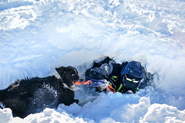 An avalanche dog, rescuers and trackers take part in a search and rescue exercise for avalanche victims in the French Alps ski resort of La Rosiere, south-eastern France, on February 4, 2025. (Photo by Olivier Chassignole/AFP Photo)