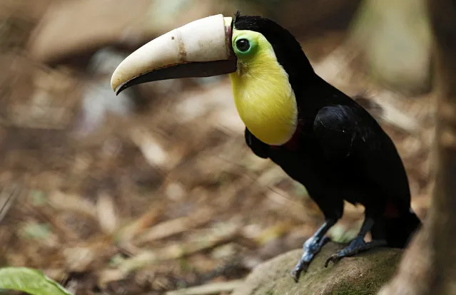 Grecia the toucan, which lost most of his upper beak in an attack, is displayed  with his new 3D-printed beak at Zoo Ave animal sanctuary in Alajuela, Costa Rica, August 10, 2016. (Photo by Juan Carlos Ulate/Reuters)