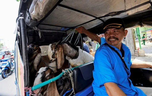 A worker loads a goat into a bajaj taxi for delivery for the upcoming Muslim Eid Al-Adha holiday at a market in Jakarta, Indonesia August 30, 2017. (Photo by Reuters/Beawiharta)