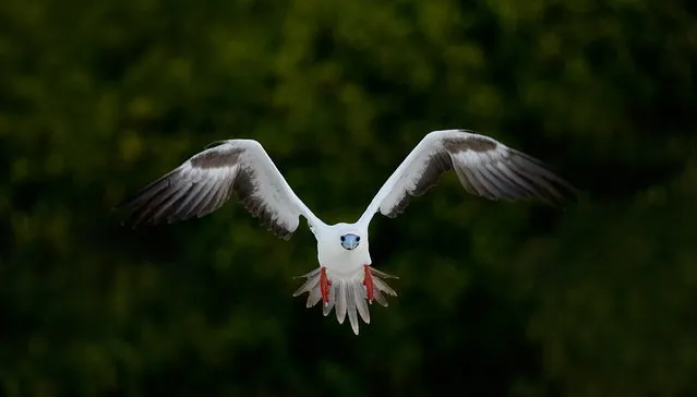 Red-Footed Booby