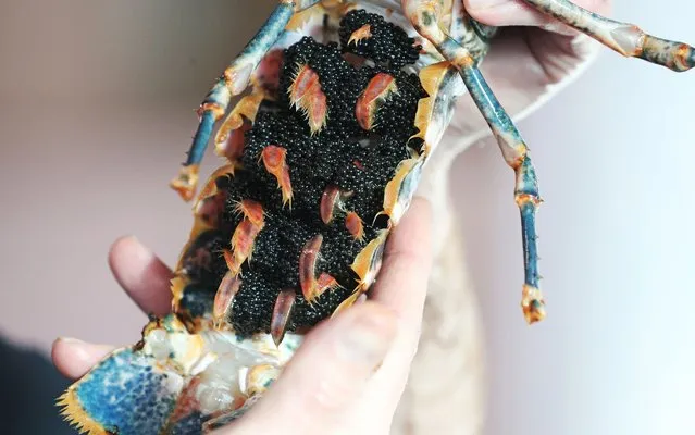 A female lobster carrying eggs under her body at Northumberland Seafood Centre and Hatchery in Amble, Morpeth on November 15, 2017, they can carry 20,000 eggs under their body but only one may may survive to adulthood. (Photo by Owen Humphreys/PA Images via Getty Images)