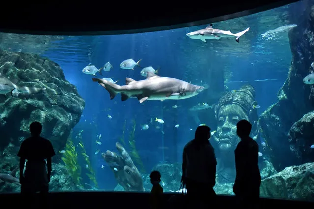Visitors look at sharks at Sea Life Bangkok Ocean World, in Bangkok on June 2, 2020 while the aquarium center implements social distancing and limited guests on its reopening, as safeguards against the COVID-19 coronavirus. Thailand eased some coronavirus restrictions for the first time in more than two months allowing leisure, entertainment and more business to resume. (Photo by Lillian Suwanrumpha/AFP Photo)