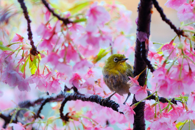 A bird stands on a branch of a cherry blossom tree after a snowfall on March 19, 2025 in Tokyo, Japan. (Photo by Zhu Yaozhong/VCG via Getty Images)