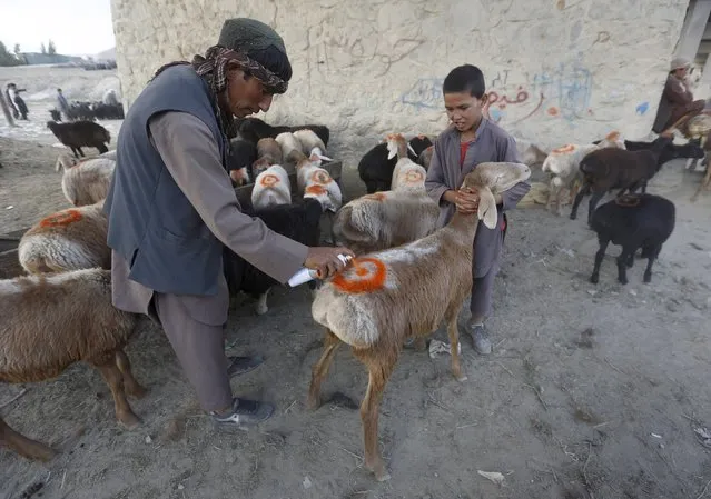 Afghan boys mark a sheep at a livestock market ahead of the Eid al-Adha  in Kabul September 22, 2015. (Photo by Omar Sobhani/Reuters)